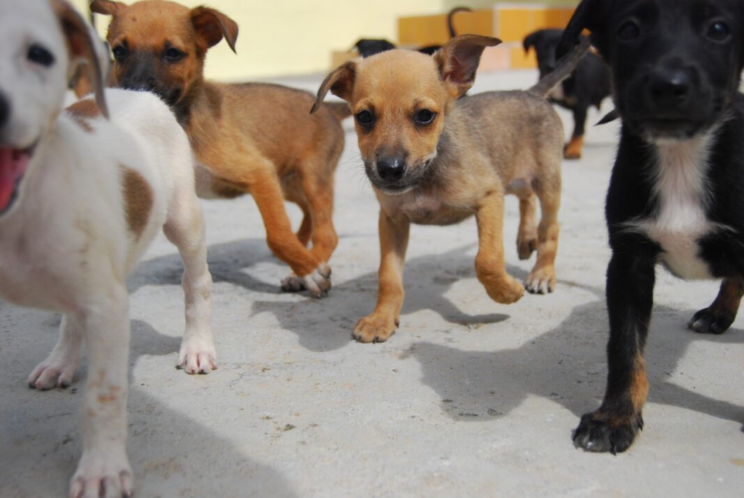 puppies running before their puppy dna breed test