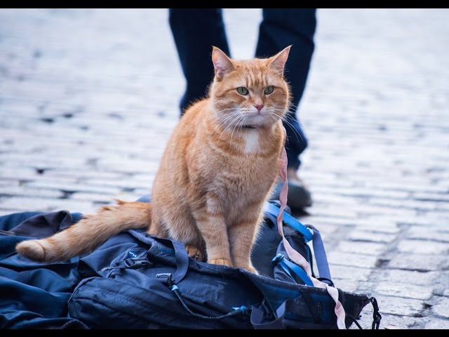 An orange tabby street cat named Bob sitting on a duffle bag