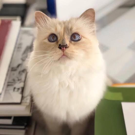 Choupette the fluffy white and beige persian cat belonging to Karl Lagerfeld