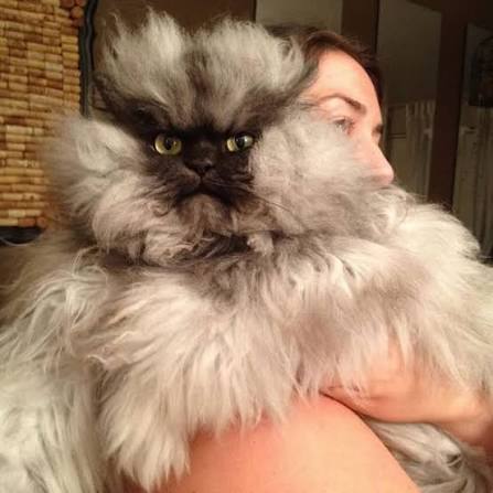 Colonel Meow himalayan persian cat with very long fur