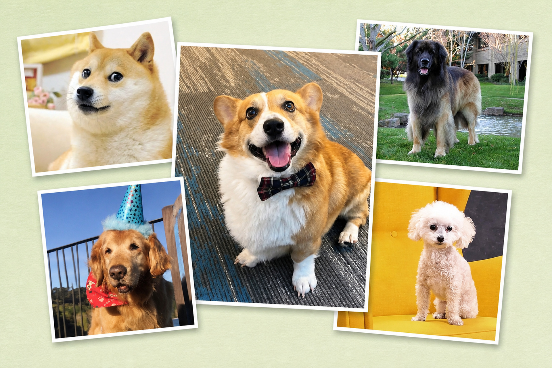 The Dogs of Tech Lore, From Rufus to Fluffy Bunny