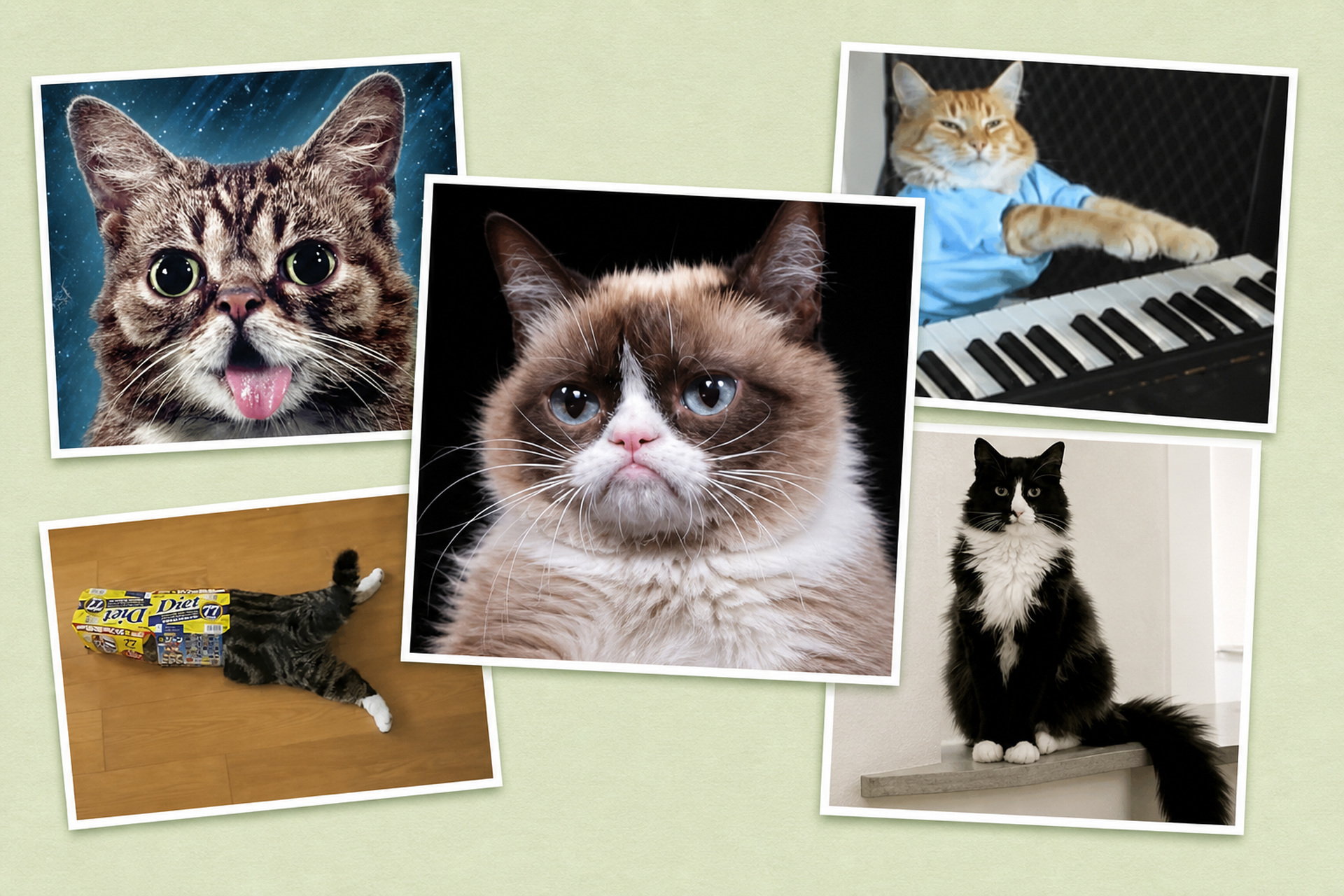 Could Your Cat Be The Next Grumpy Cat? Meet 17 Famous Internet Cats