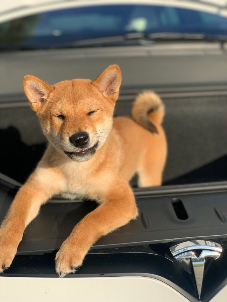 Floki the Shiba Inu pet of Elon Musk 