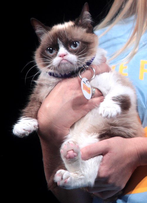 Brown and white Grumpy cat in their human's arms