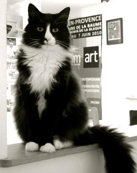 Henri a black and white tuxedo cat