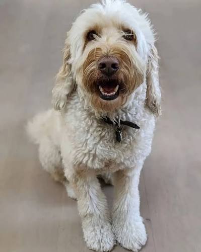 Sundar Pichai's labradoodle named Jeffree