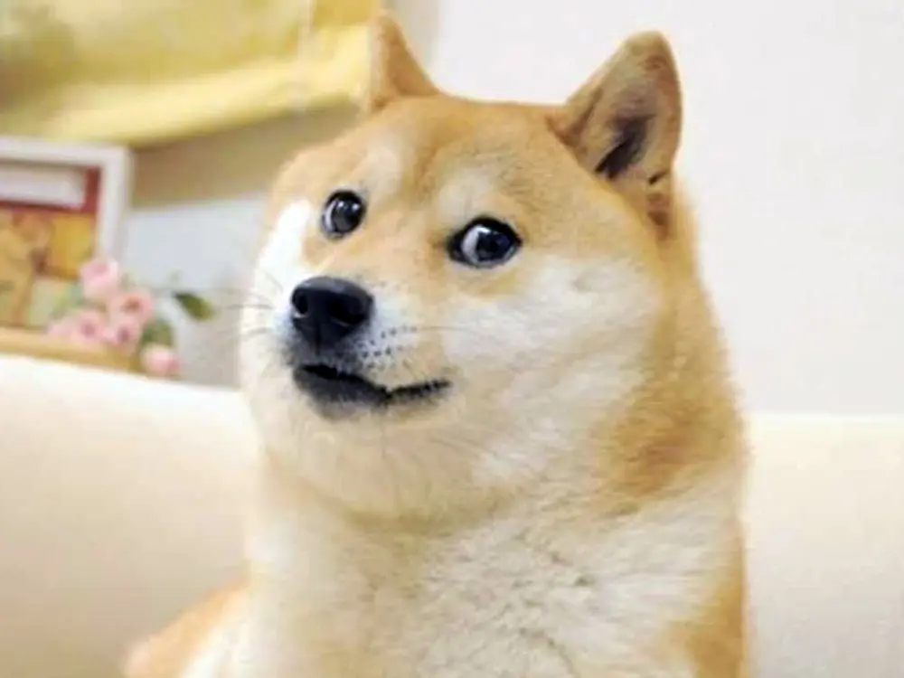 Kabosu the Shiba Inu dog who inspired Dogecoin crypto