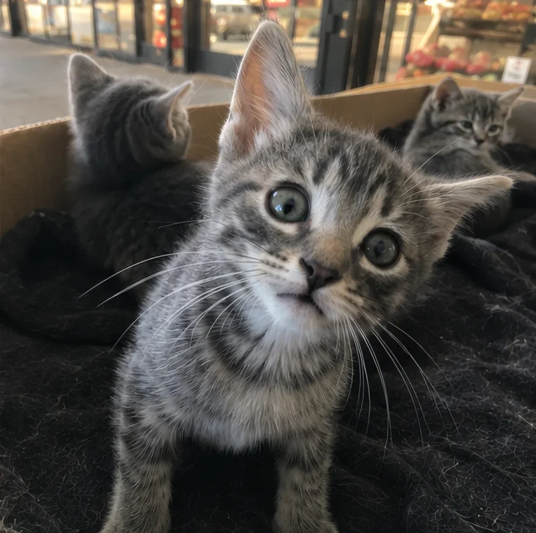 Kittens Found Before Chip Scanner For Cats