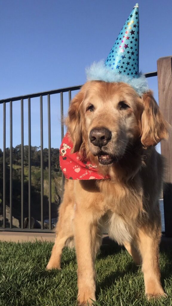 Koa Mark Benioff's golden retriever dog