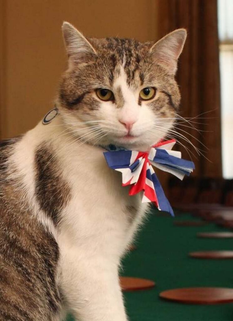 Larry tabby and white cat wearing bowtie in British colors