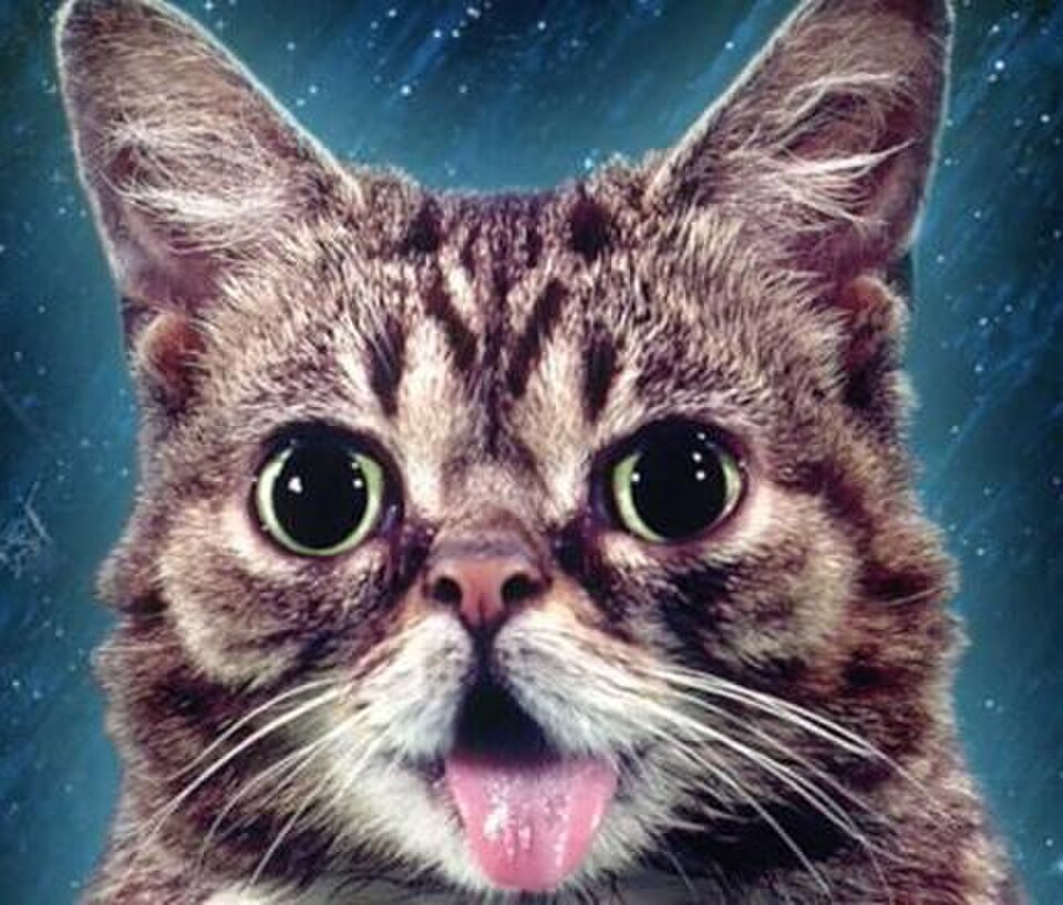 Lil Bub dwarf cat showing her tongue out