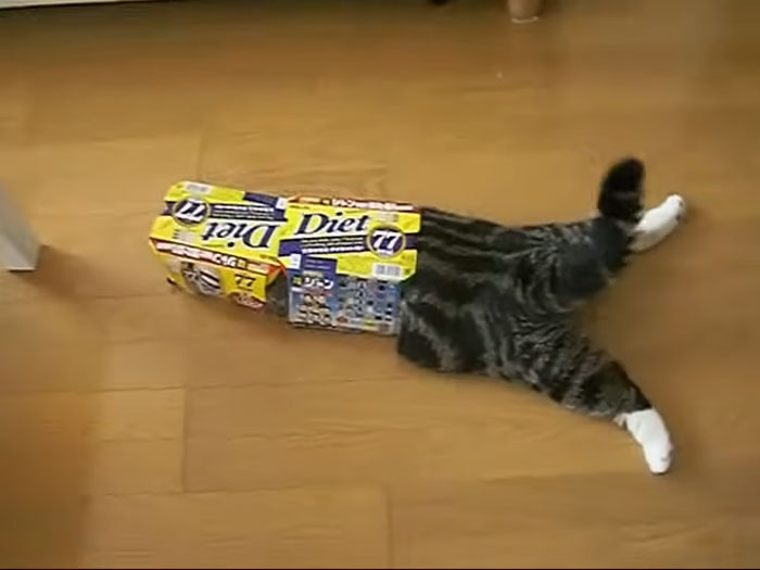 Maru the fat tabby cat with white paws dives into a cardboard box