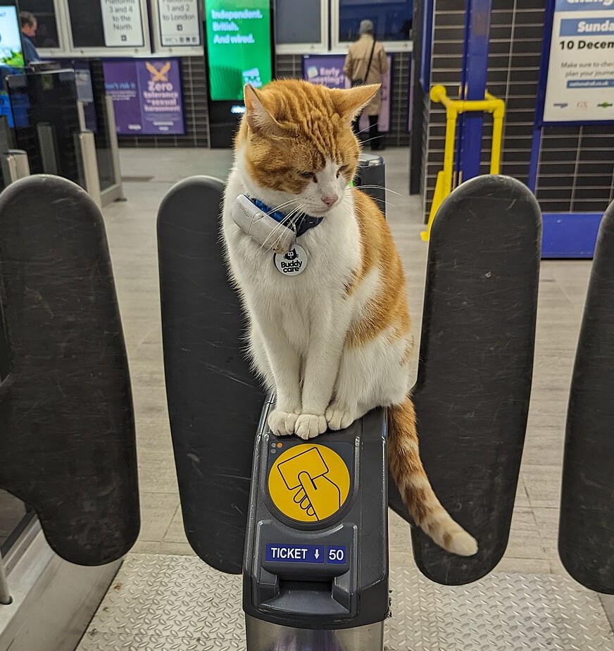 Nala orange and white cat sitting on train ticket turnstyle 