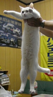 Longcat, long white cat stretching named Nobiko
