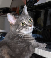 Nora grey and white tabby cat sitting with paws on piano