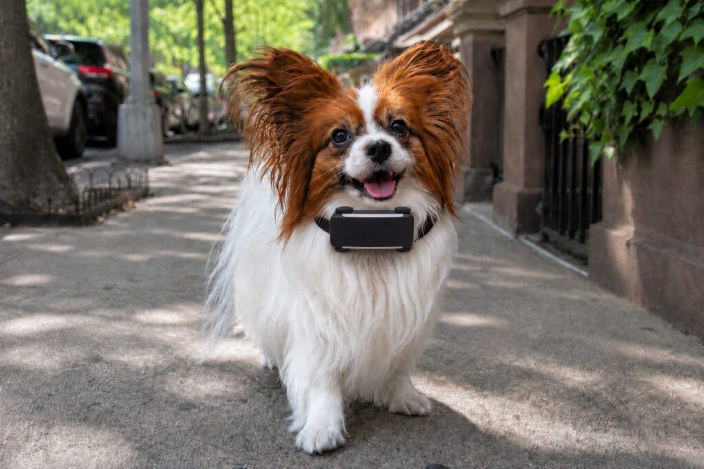 Pippi the Papillion wearing gps dog collar too big for small dogs