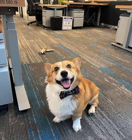 Rufus-Amazon-dog