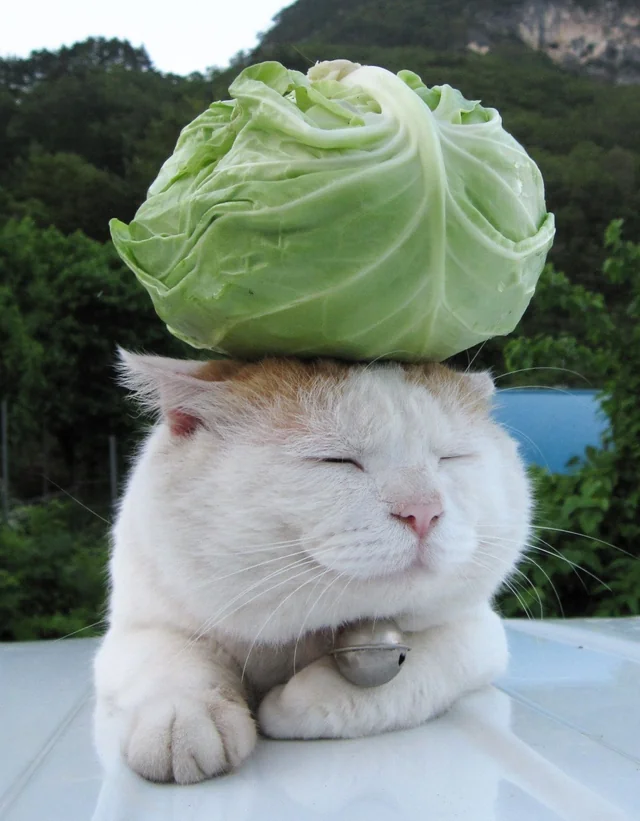 Shironeko a zen white and brown cat with its eyes closed and a lettuce on its head