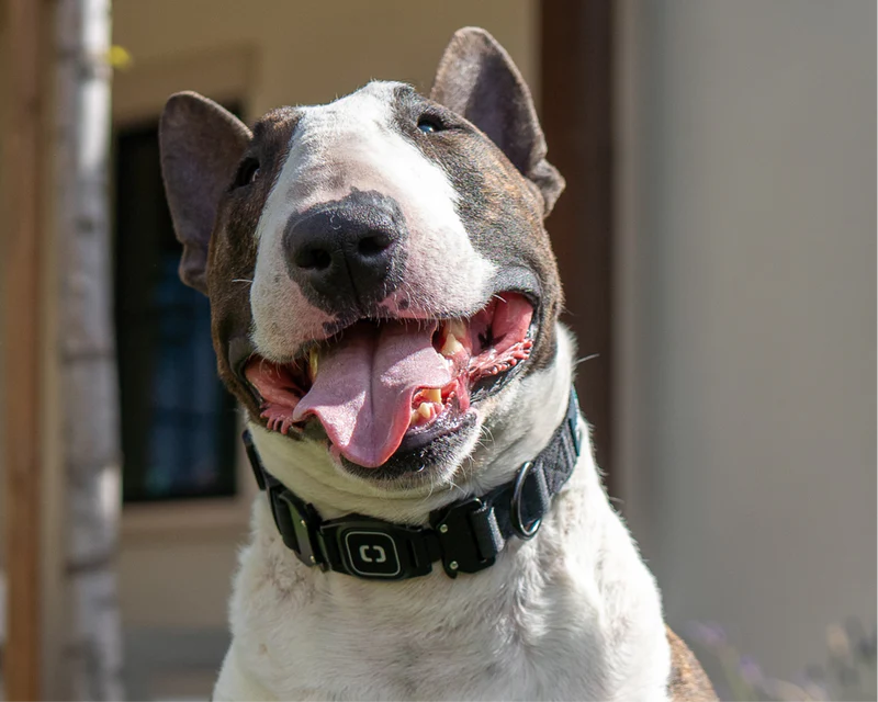 dog wears collar for Pawport automatic Dog Door