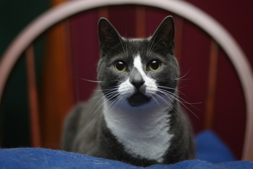 Sockington, Twitter's grey and white feline