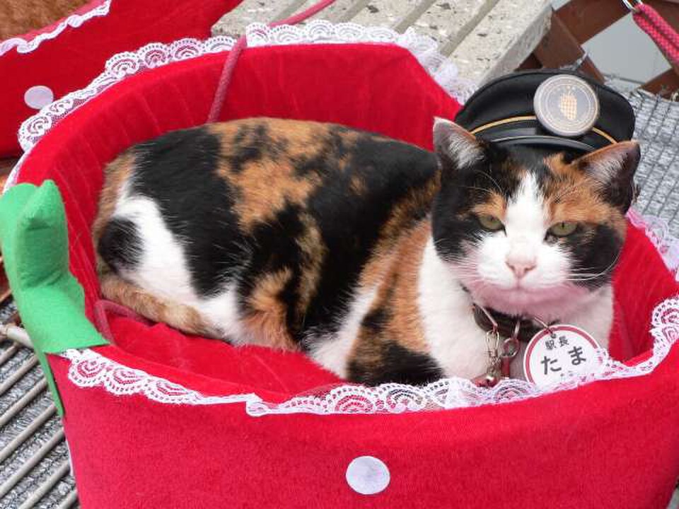 Tama the calico station master cat sitting in a red lace cat bed