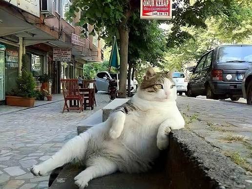 Tombili tabby calico street cat sitting on the street in Istanbul