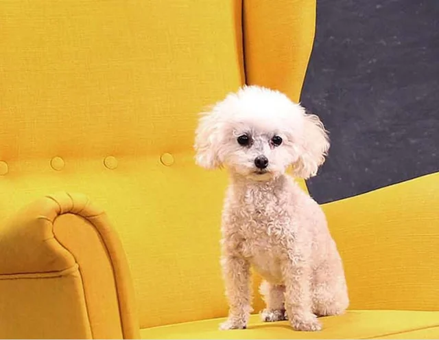 Ryan Cohen's white poodle Tylee who inspired him to launch Chewy