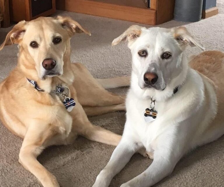 Labrador Retrievers