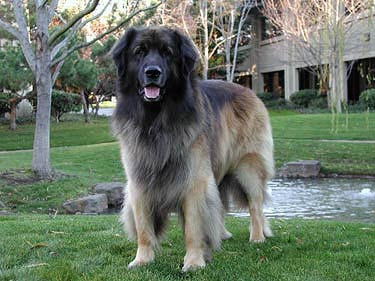 Yoshka the leongerger dog from Google