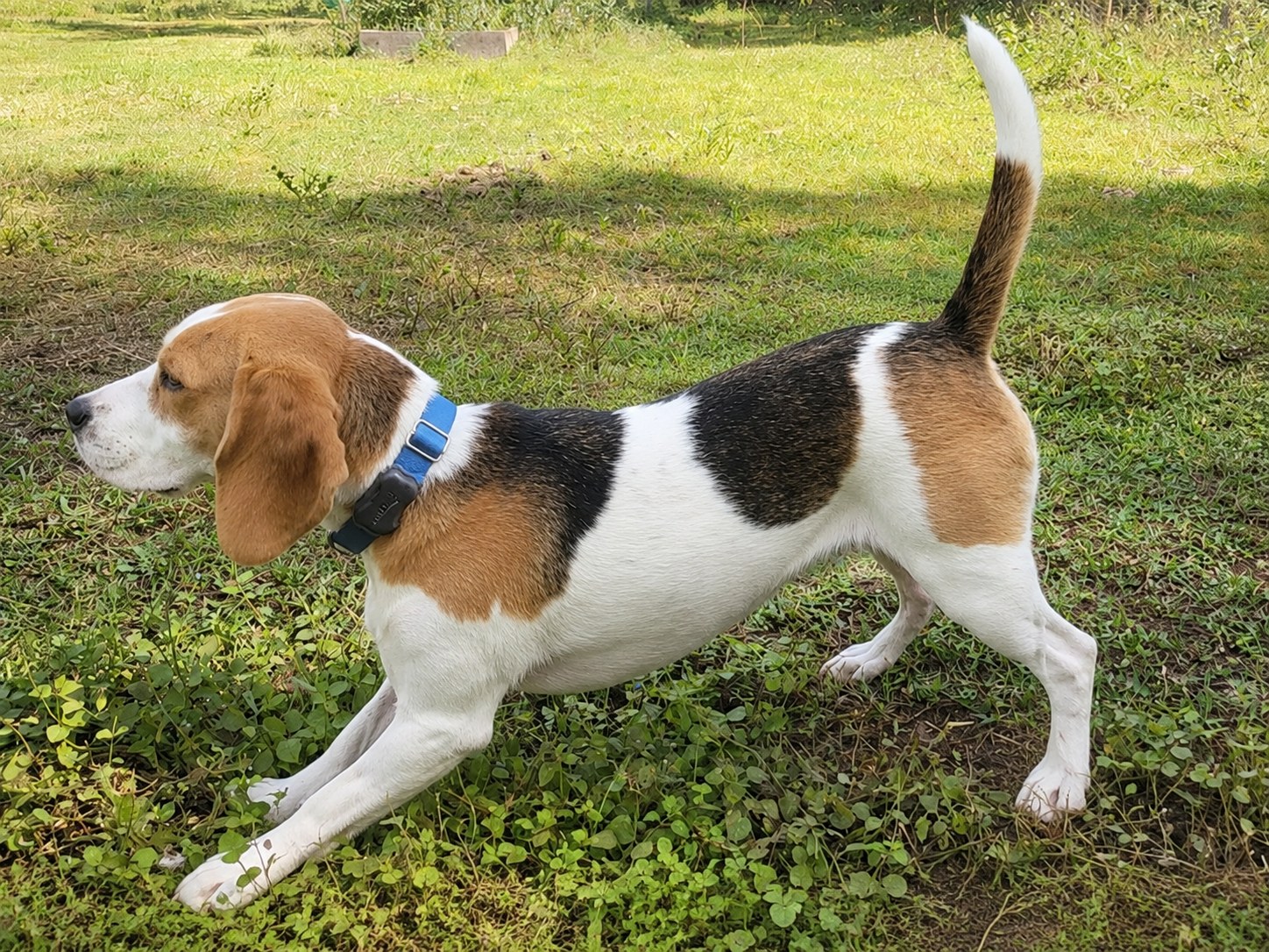 Best GPS Dog Collar and GPS Dog Trackers