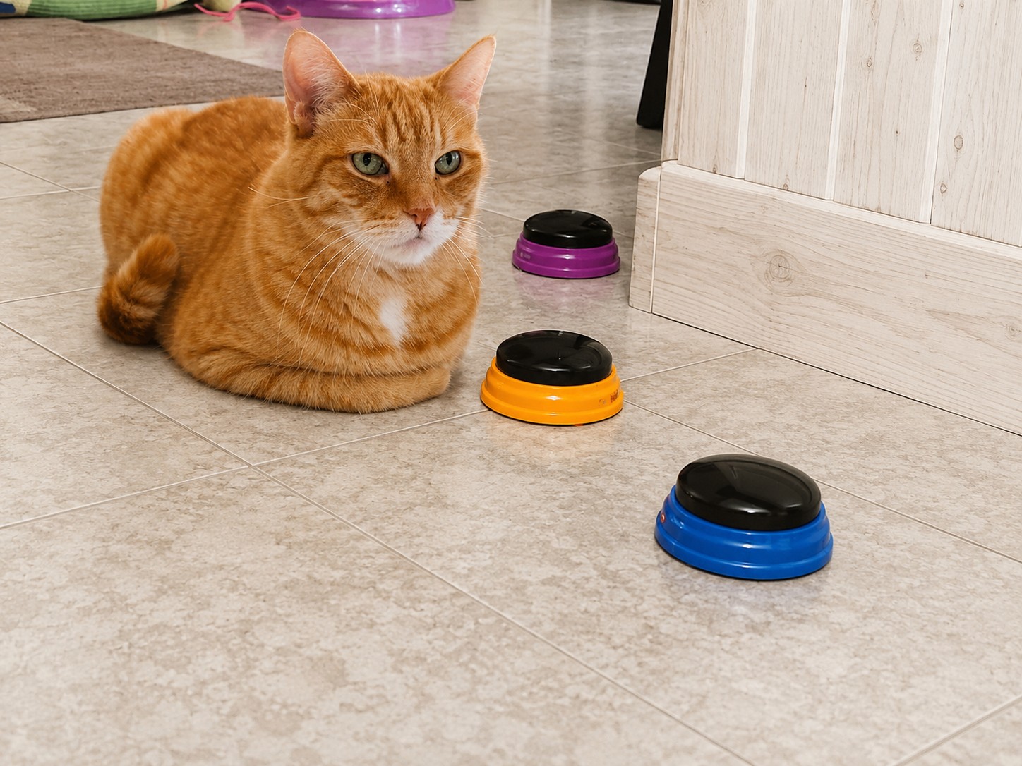 Best Talking Buttons for Cats