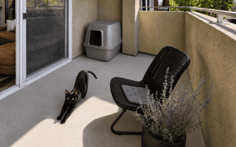 black cat wants cat door to access catio
