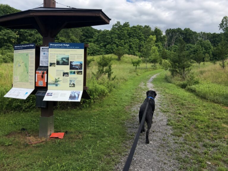 Black lab hudson valley GPS tracker