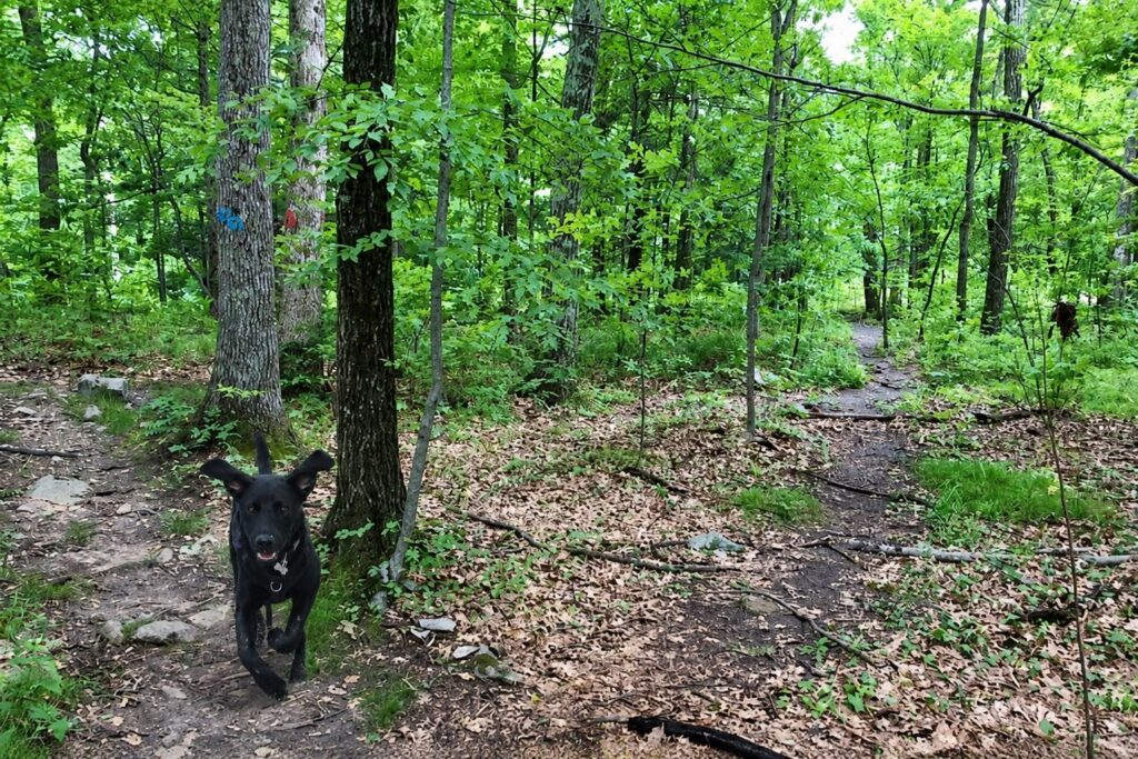 black lab dog runs on trail while wearing a lost dog gps tracker