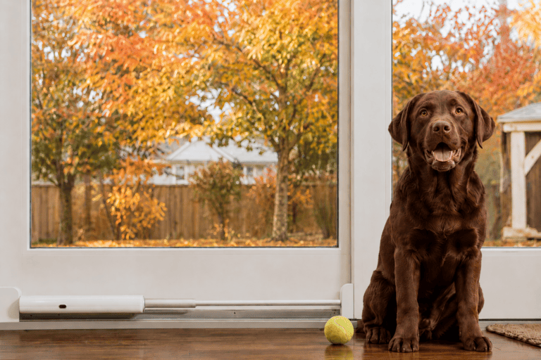 chocolate lab wtih wayzn smart pet door
