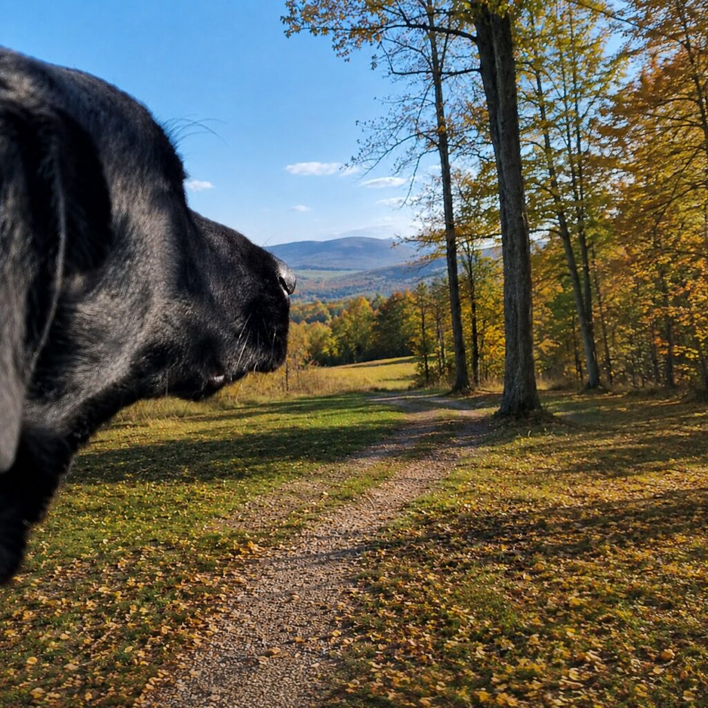 black lab lost dog looks wistfully at the trail about to run off without his gps tracker