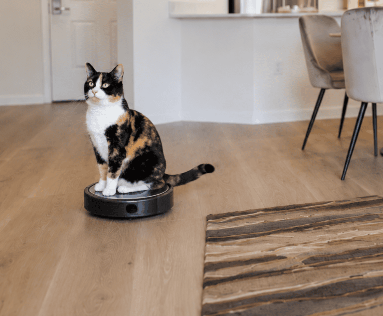 calico cat rides robot vacuum for cat hair