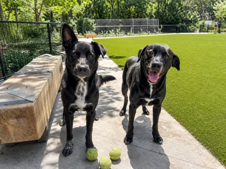 dog dna test reveils dog twins ancestry