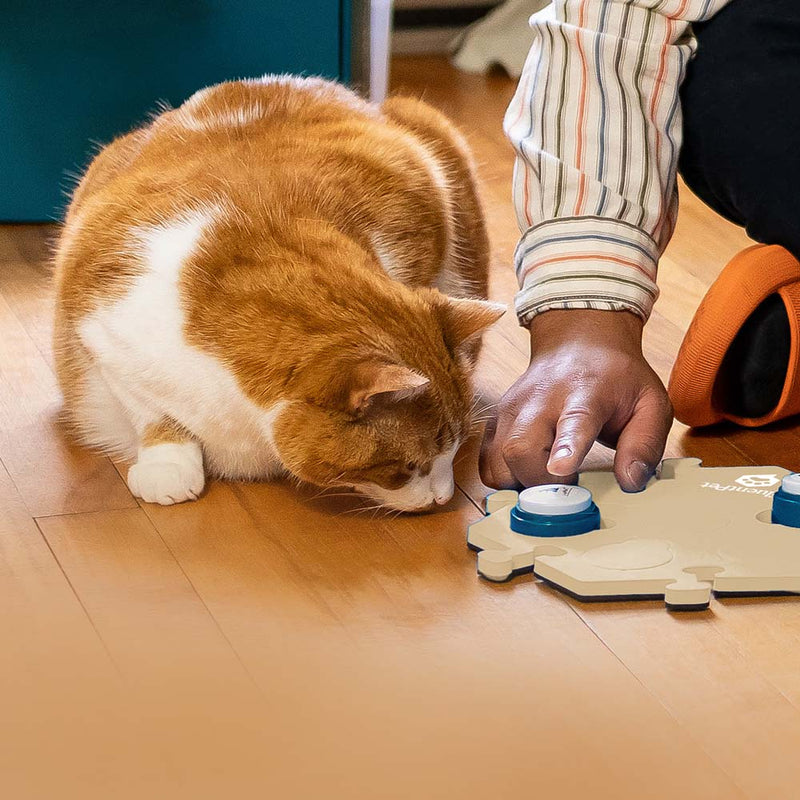 man teaches cat to use cat talking buttons