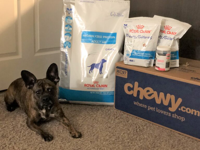 frenchie with a bag of her favorite food from Chewy.com