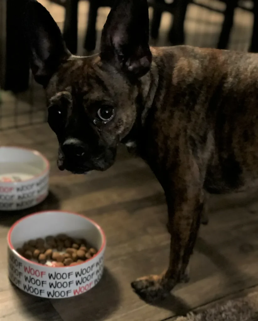 Brindle French Bulldog standing beside two food bowls on a wooden floor