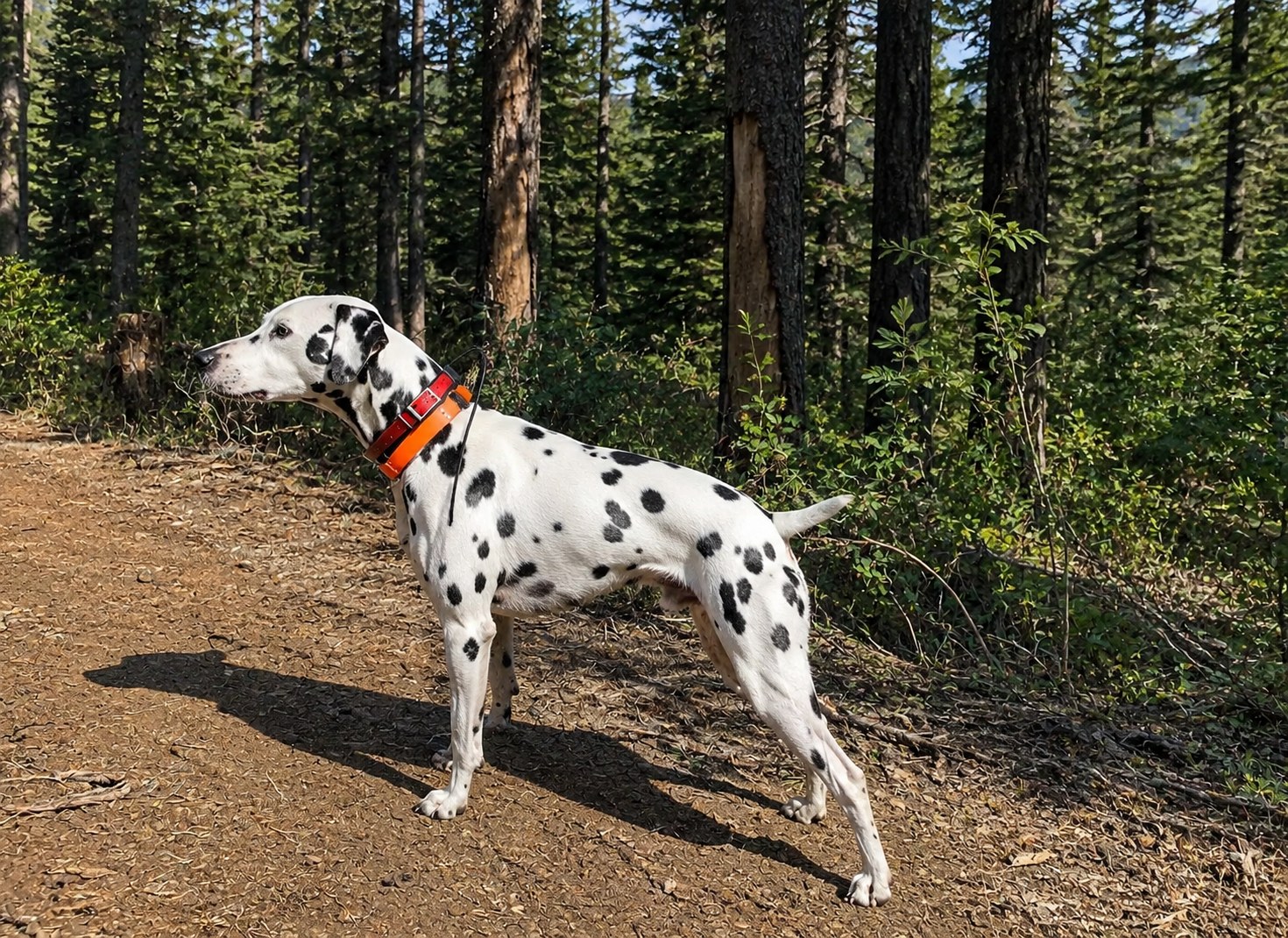 Dog GPS Trackers for Outdoorsy Dogs: Range, Maps, and Waterproofing