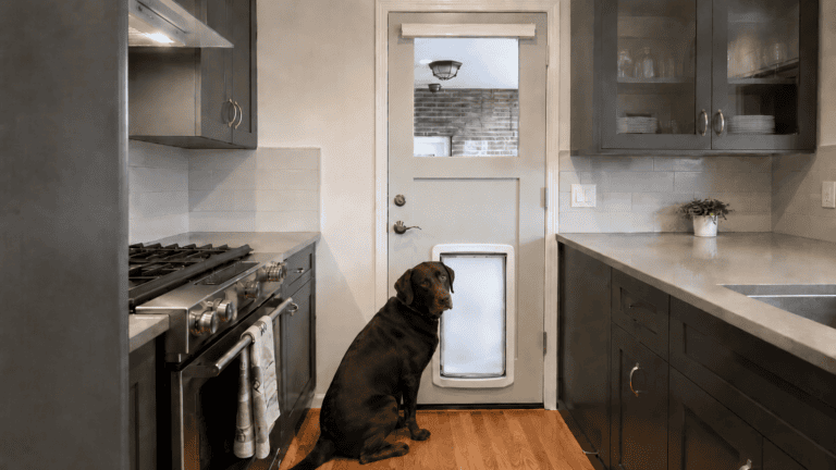 large brown dog sits in front of electronic pet door