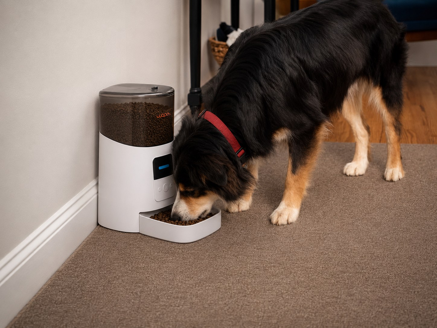 WOpet Automatic Feeder Review