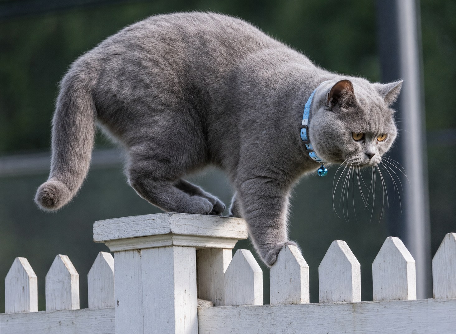 An Apple AirTag Pet Tracker Seemed Perfect Until Her Cat Went Outside