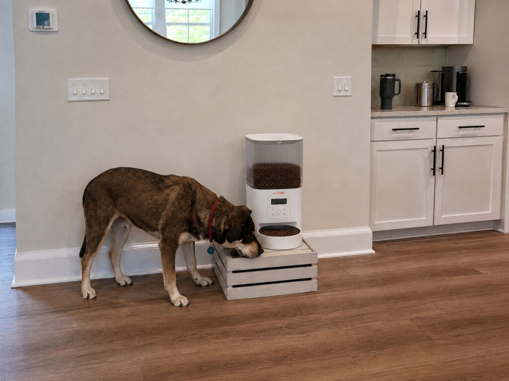 Mutt eats automatic dog feeder