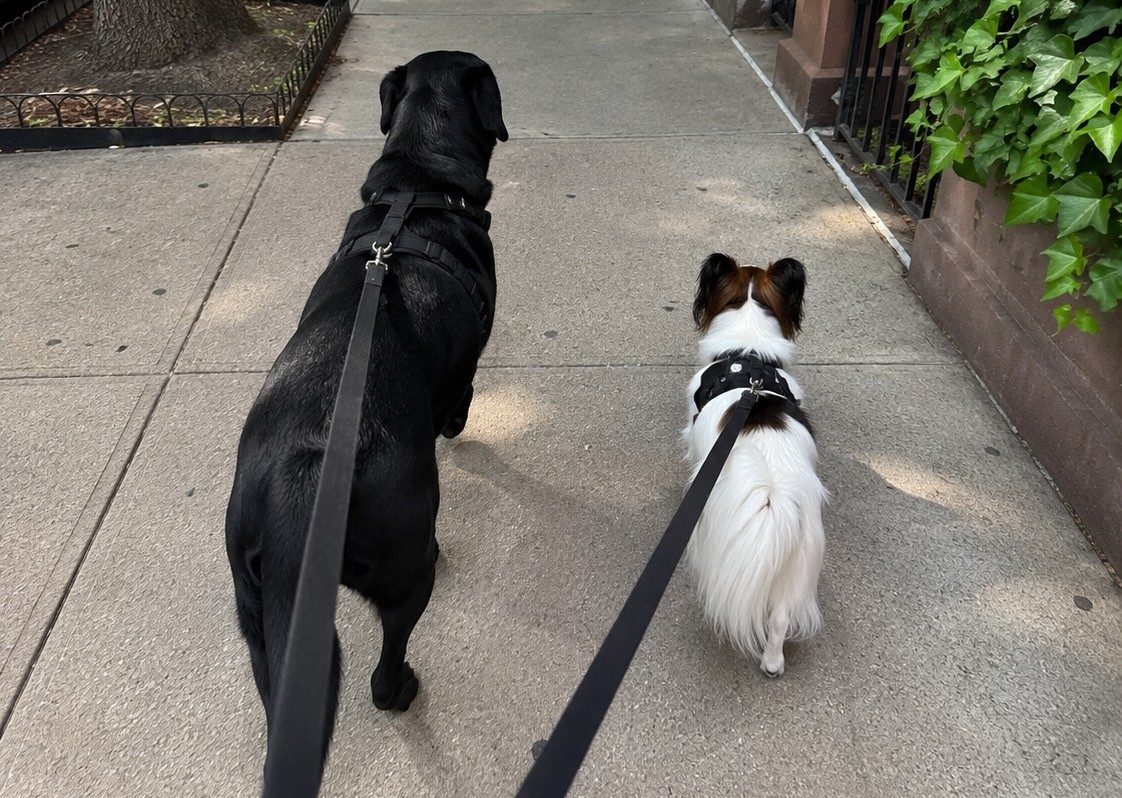 My Friend’s Papillon Taught Me Why a GPS Dog Collar for Small Dogs Needs a Walk Test