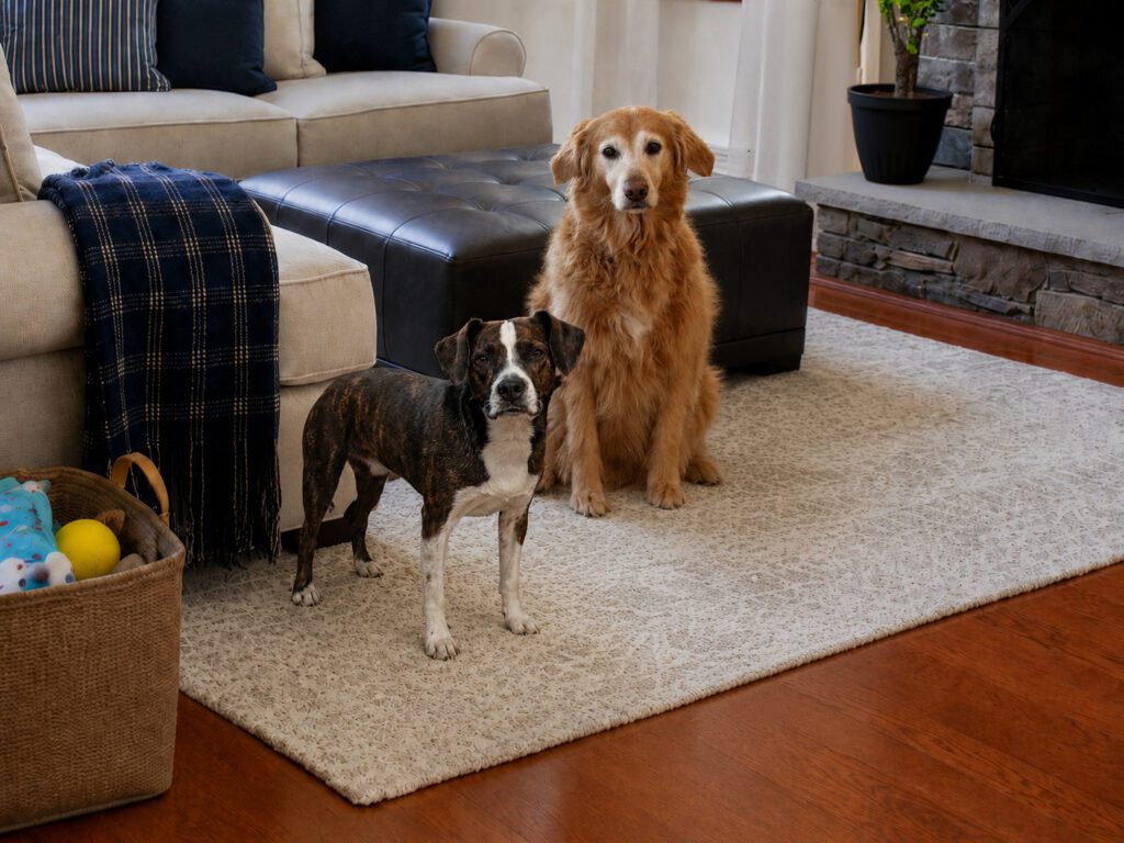 penny and june wait for the results of the not really a puppy's dna test