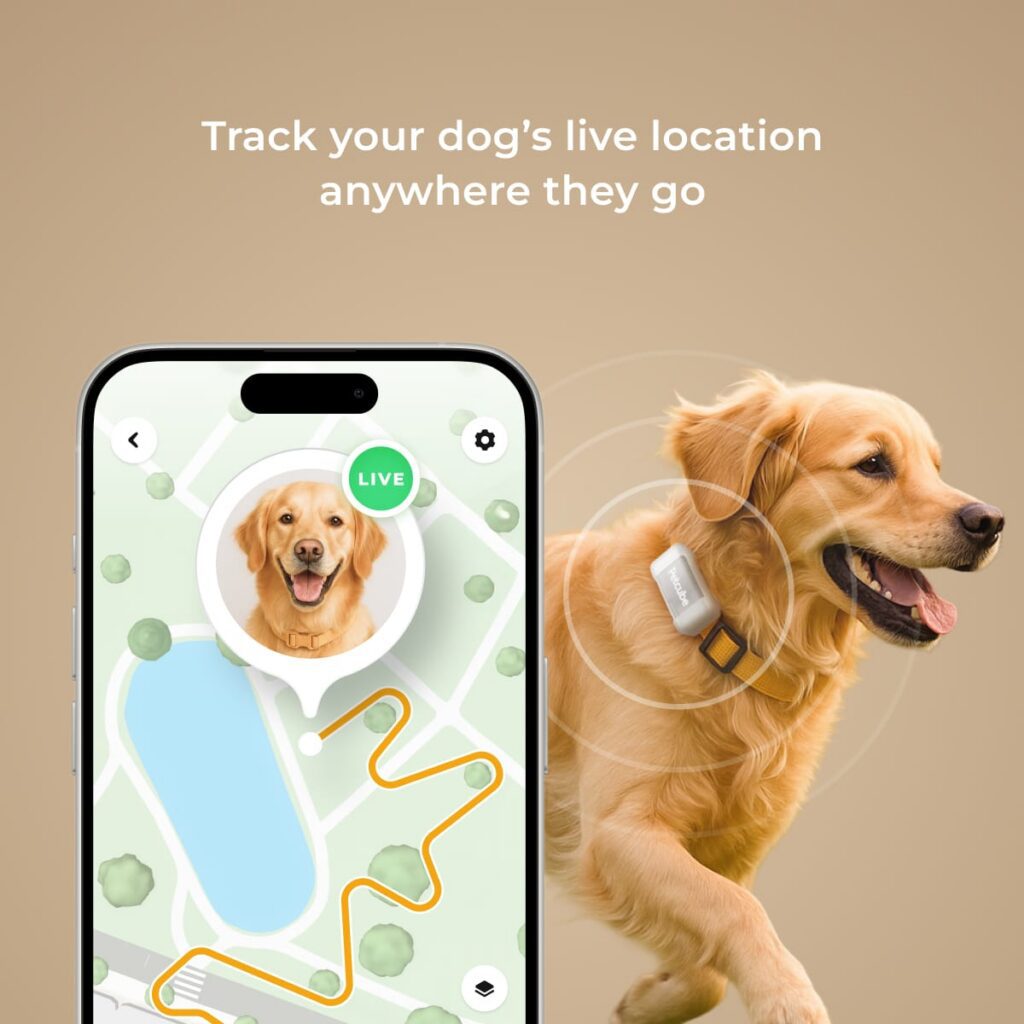 retriever dog with app showing Petcube gps tracker location map