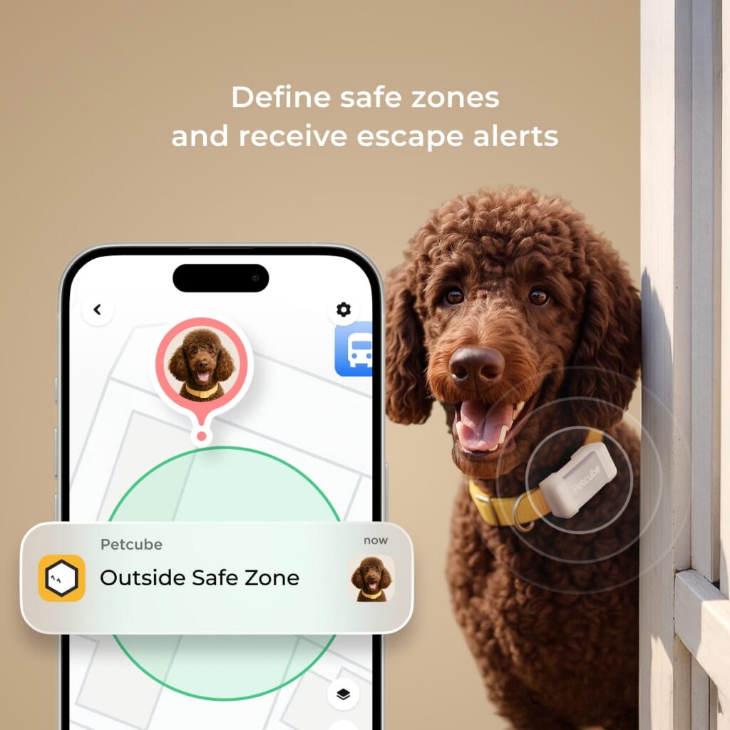 poodle dog with app showing Petcube gps tracker safe zones